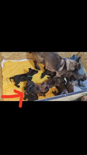 Pannonia Inferior dogs on Instagram: "From a small puppy to who he is today. Shadow comes from a highly respected working bloodline, where many dogs are considered among the best in mine detection, with operational experience worldwide as MDD (Mine Detection Dogs). Character. Focus. Purpose. 🐾 . 💥Windream La'Shadow💥 Windream Giga (Berry Sabathore & Ir'Hyana des Fauves de Malines) x Halden NPA Detection Dog (Nergaard NPA Detection Dog & Vegeta NPA Detection Dog) . #Shadow #MineDetectionDog #Wo