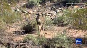 Watch as real-life cowboys show up to help a deer in trouble. (Turn on the video sound to hear all the details). | The Weather Channel