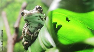 Amazon milk frog on the green leaf of the tropical plant Stock Video
