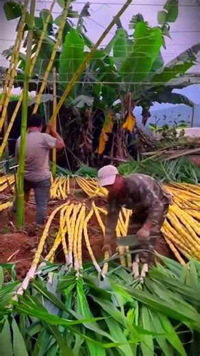 traditional farming, harvesting sugar cane, still uses simple methods #shorts