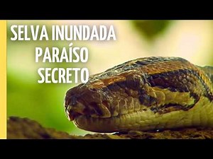 SUBMERGED AMAZON: The Disappearing Forest | Full Episode