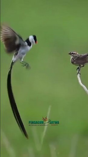 #birds #nature #beautifulbird