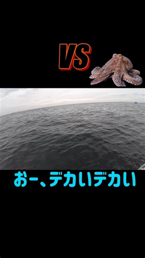VS明石真蛸(マダコ)