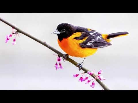 Gracie’s Wisconsin Bird Sounds: Baltimore Oriole