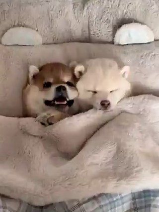 so cute couple 🐶❤️