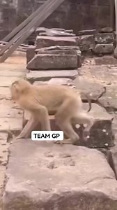 242K views · 1.3K reactions | .... #GP... Alick Macheso new album 2 August Alex Sports club album Loading zvinongo nditambuda pandiri nguva n nguva... #TEAM GP | Team GP | Facebook