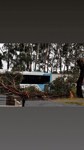 Tree fell off after the quick thunder storm occurred | Hoa Pham