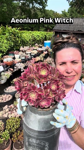 Aeonium #explore #garden #flowers #plants #succulentpropagation #succulent #succulents