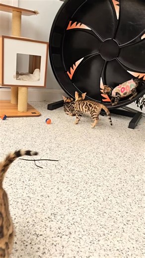 And they are starting to work out how to use the cat wheel 😁 #bengalkittens | Ashmiyah Bengal Cats of Australia