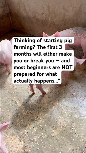 What to Expect in Your First 3 Months as a Beginner Pig Farmer (No Sugarcoating!)