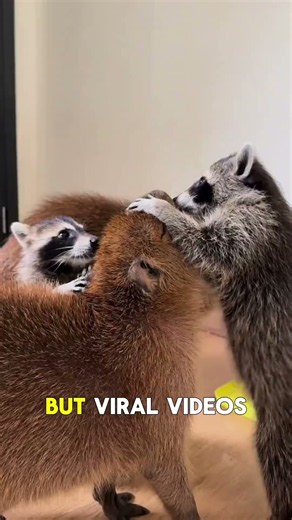 Why Capybaras Are So Friendly With Other Animals ❤️🦫