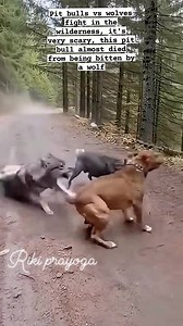 Pit bulls vs wolves fight in the wilderness, it's very scary, this pit bull almost died from being bitten by a wolf #fyp #animals #viral #rikiprayoga | Riki Prayoga