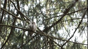Dwarf owl civetta nana (Glaucidium passerinum)