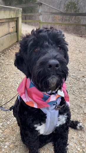 Pepper the Portie on TikTok