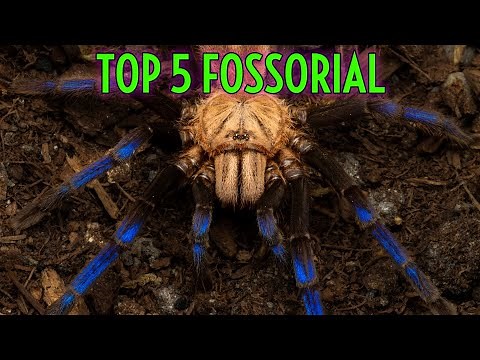 TARANTULA UNDERGROUND! TOP 5 Fossorial Tarantulas