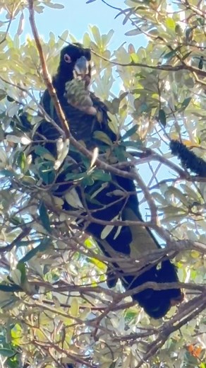 Yellow-tailed black cockatoo | Eric Galbraith