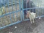 ‘Chubby’ dog gets stuck while trying to squeeze through bars