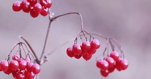 Скопления алой рябины (Sorbus aucuparia) с: стоковое видео (без лицензионных платежей), 3700753445 | Shutterstock