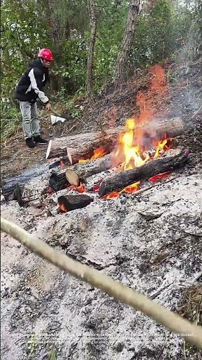 Burn Epidemic-Infected Trees To Stop The Spread Of Pine Wilt Disease !