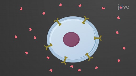 Video: Target Cell Response to Hormones