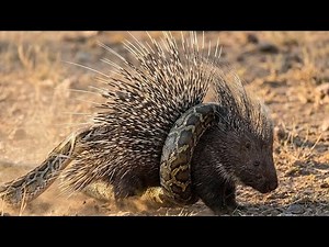 Porcupine Sharp Quills vs Python Strength | Intense Fight & Heartwarming Python Rescue