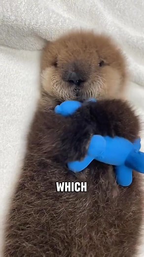 “Clingy Otter” 🦦 #animals #cute #facts #viral #fyp | Dorothycc1