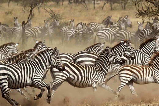 Why life in a herd gives these 12 animals an edge