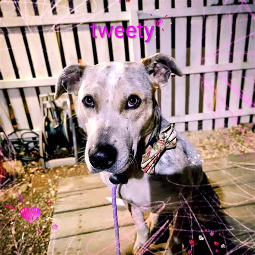 Meet Tweety Bird! Tweety Bird is a 2-year-old cattle dog mix with a big heart and an even bigger love for her doggy friends. She grew up in a home with 14 other dogs, so having furry siblings is all she’s ever known—and she’d be happiest in a home with another playful pup to run and explore with. This girl loves zooming around the yard with her buddies, carrying her favorite stuffies, and proudly shaking her rope toys. And treats? Those are definitely the way to her heart! Tweety Bird has a gent