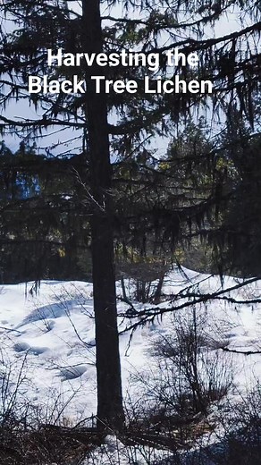 3.2K views · 104 reactions | Bryoria Fremontii or black tree lichen...