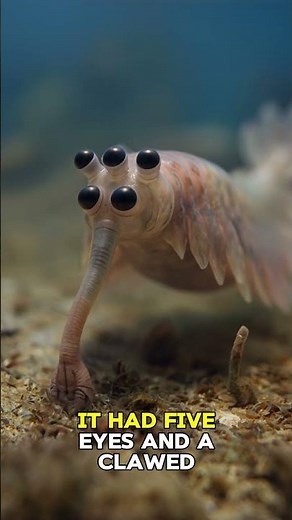 Opabinia: A Five-eyed Animal From The Cambrian