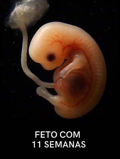 Evolução da Gravidez: Como Está o Bebê a Cada Semana