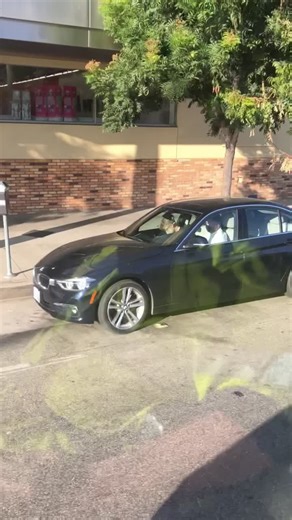 St. Bernard and Golden Retriever Adventure in LA