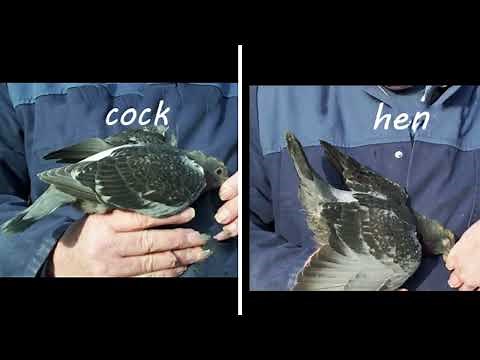 Racing Pigeons young birds how to tell if they are a cock or hen