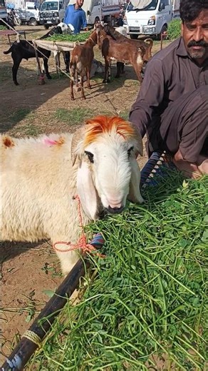 Big Sheep for Qurbani 2026 😍😍