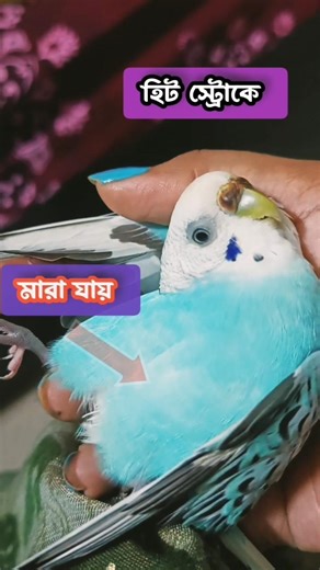 গরমকালে পাখির যত্ন কিভাবে নেবেন। 💥। #shortsfeed #ytshorts #minivlog #pakhivlogs #petsvlogs #parrot