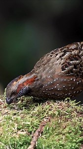 Spotted wood quail family in Costa Rica | Harry Collins Photography