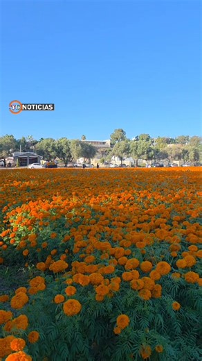 #Rosarito 🏵🌼 Rancho "El Carrizo" pioneros en la siembra de la Flor de Cempasúchitl en el Cañón Ecoturístico de Playas de Rosarito. Cuenta la leyenda que los mexicas transformaron la flor de tonalxóchitl en una flor con más pétalos llamada cempasúchil, del náhuatl cempoalxóchitl, que significa veinte flores. Aquí en Rosarito por años algunos lugareños han optado por aprovechar la temporada y sembrar en sus ranchos esta bella flor. Se tiene la creencia de que sus pétalos iluminan el camino de la