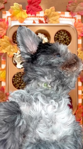 Add these 3 easy dog food toppers to kibble 🐶🍏🥘 #dogs #dogmom #dogfood #rawfeddog #dog #dogtreats #kibble #reels | Kayla Kowalski Nutrition