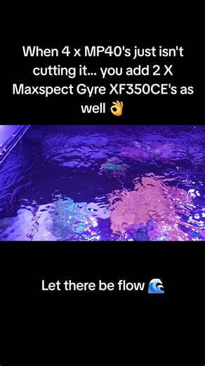 Enhancing Flow in Your Reef Tank: Tips for SPS