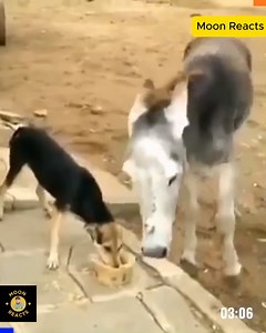 Most Unbelievable Animals Moments Caught on Camera | Moon Reacts