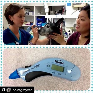 It’s still #tonopentuesday in Vancouver... #Repost @pointgreyvet ・・・ A Tono-Pen is used to measure pressure within the eyes. This helps us to diagnose serious eye conditions such as glaucoma and uveitis in cats and dogs! #pointgreyvet #pointgrey #vet #vettech #veterinarian #eyepressuretest #eyepressure #eyes #animals #dogs #cats #tonopen #reichert #glaucoma . #passionateabouteyecare | Reichert Technologies