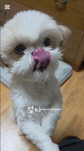 에몽이 첫 블루베리 #시츄#강아지일상#블루베리#애교쟁이 #반려견