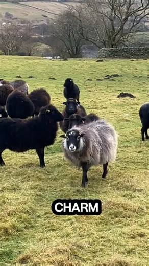 Ouessant Sheep | Learn Animals With Gen Z #shorts#animals#sheep