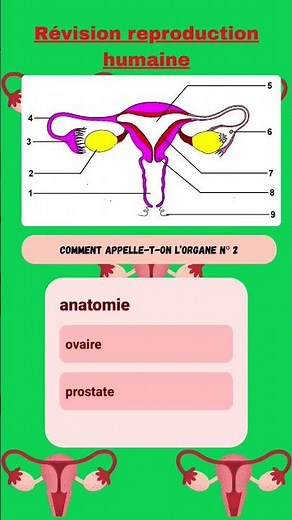anatomie de l'appareil reproducteur féminin #akademix #reproductionHumaine #lycée #biologie