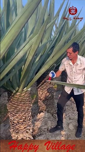Satisfyingly Trimming a Giant Agave Plant with a Sickle #gardening #satisfying