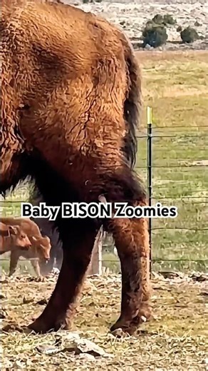 Bison Babies Got the Zoomies 🦬💨