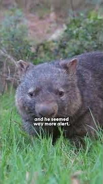 Guy Chases Down Wild Wombats To Save Their Lives | The Dodo