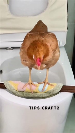 How do you potty-train a pet chicken?