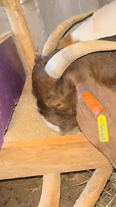 One key reason to ALWAYS keep food available for your goats: Healthy goats grow faster and produce better! Don’t wait till they’re hungry — consistent feeding = consistent results. #GoatFarming #LivestockTips #GoatCare #AnimalHusbandry #FarmingLife #RedKalahariGoats #GoatFarmers #NigeriaFarming #SustainableFarming #FarmSmart #Agribusiness #GoatFeedingTips #FarmReels #AgroReels #GoatHealth | Goats Sheep Cows & General Livestock Online Marketplace