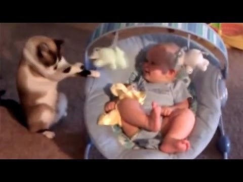 Cats babysitting babies - Cute cat & baby compilation